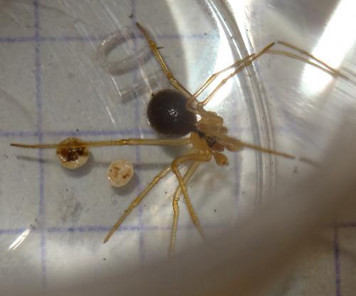 Nesticus cellulanus